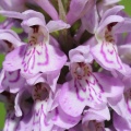 Southern Marsh Orchid (Dactylorhiza praetermissa) Alan Prowse